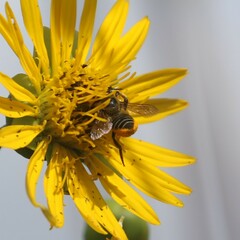 Megachile centuncularis