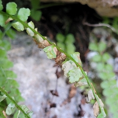 Psychoides verhuella