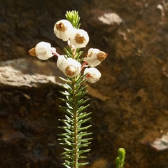 Erica lambertii