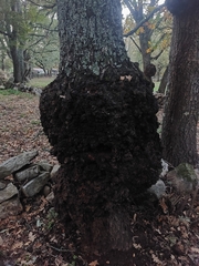 Agrobacterium radiobacter