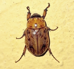 Cyclocephala lunulata