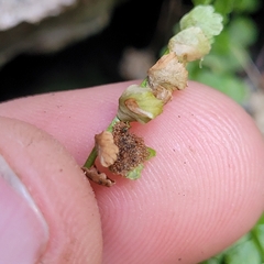 Psychoides verhuella