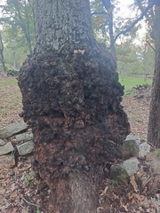 Agrobacterium radiobacter