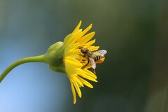 Megachile centuncularis