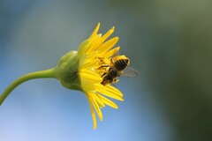 Megachile centuncularis