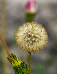 Berkheya barbata