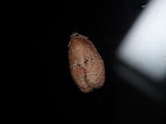 Cnesteboda celligera