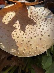 Amanita persicina