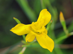 Moraea ramosissima
