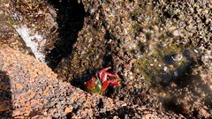 Grapsus adscensionis