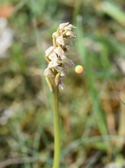 Neotinea maculata