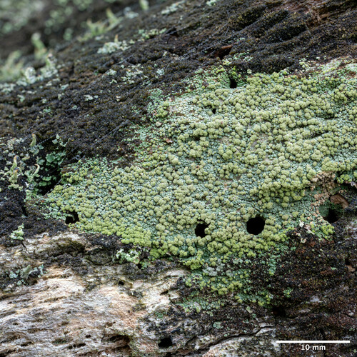 trapelínka zrnitá (Trapeliopsis granulosa)
