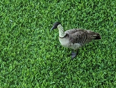 Branta sandvicensis