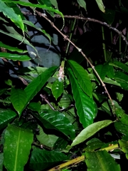 Rhacophorus lateralis