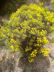 Oedera uniflora