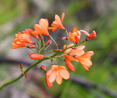 Pillansia templemannii