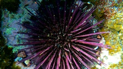Paracentrotus lividus image