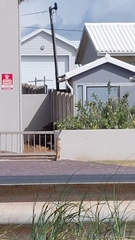 Cynictis penicillata