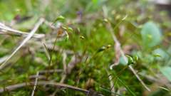 Haplocladium microphyllum
