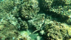 Aulostomus strigosus