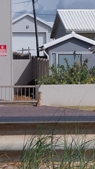 Cynictis penicillata