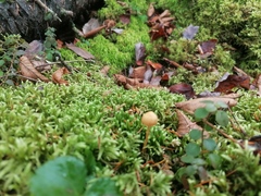 Cortinarius caperatus