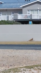 Cynictis penicillata