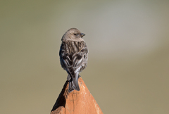 Leucosticte nemoricola