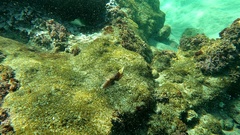 Canthigaster capistrata