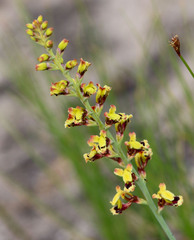 Tritoniopsis parviflora