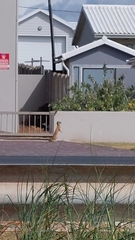 Cynictis penicillata