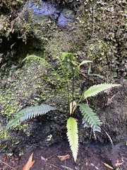 Blechnum mochaenum