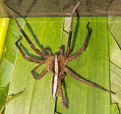 Neoctenus