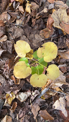 Smilax ecirrhata