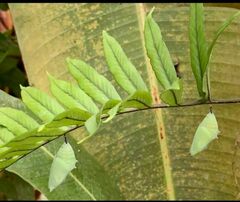 Papilionoidea