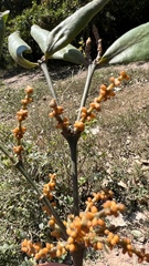 Phoradendron crassifolium