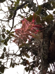 Tillandsia prodigiosa