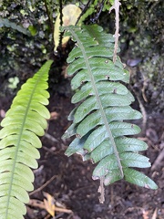 Blechnum mochaenum