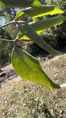 Phoradendron crassifolium