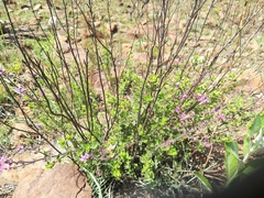 Syncolostemon transvaalensis