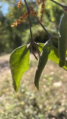Phoradendron crassifolium
