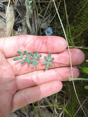 Pellaea ternifolia