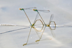 Pseudagrion rubriceps