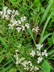 Torilis arvensis