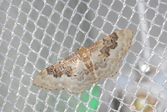 Idaea rusticata