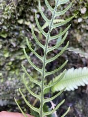 Blechnum mochaenum