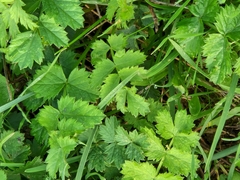 Pimpinella major