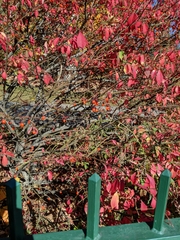 Euonymus alatus