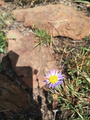 Afroaster serrulatus
