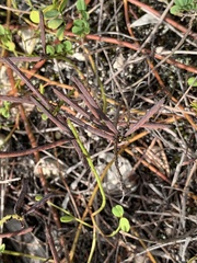 Indigofera brendae